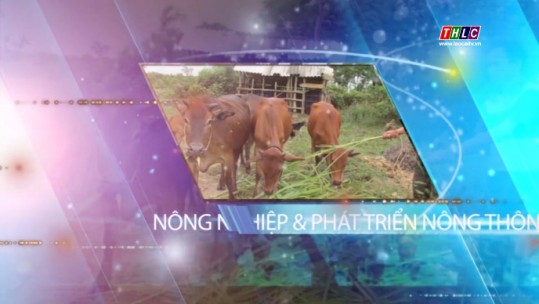 Nông nghiệp và phat triển nông thôn: Xây dựng cơ sở giết mổ gia súc (10/3/2021)