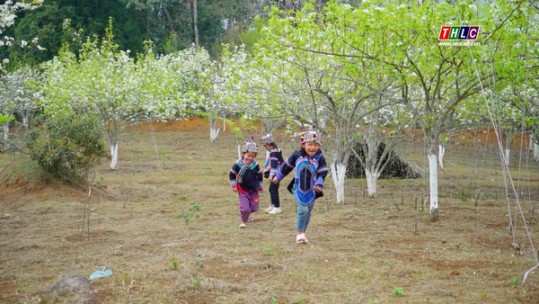 Nét đẹp Lào Cai: Vườn lê Nậm Pung