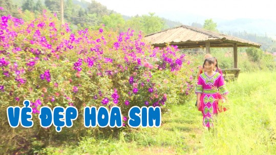 Vẻ đẹp hoa sim vùng cao