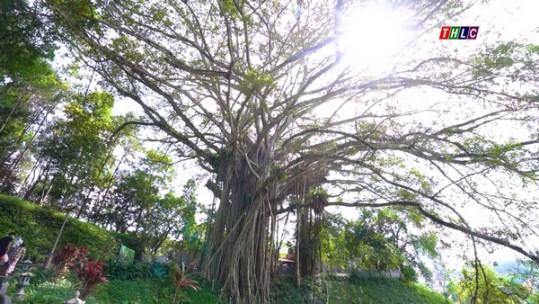Nét đẹp Lào Cai: Cây đa hơn 300 năm tuổi ở Đền Thượng