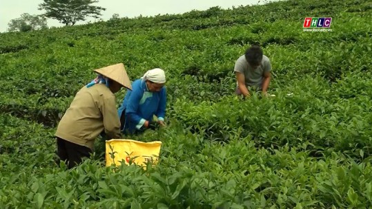 Nông nghiệp và phát triển nông thôn: Lào Cai phát triển chuỗi giá trị chè (4/8/2021)