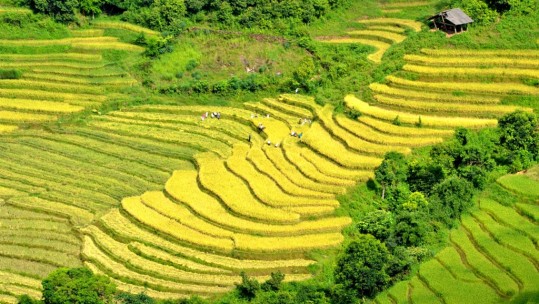 Mùa vàng trên rẻo cao