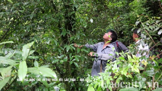 Khám phá rừng chè cổ thụ trên núi Lảo Thẩn - Bát Xát