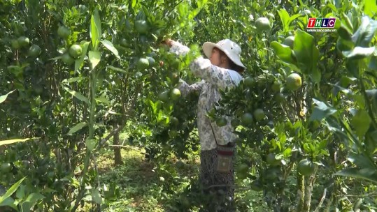 Nông sản an toàn: Giám sát quản lý chuỗi sản phẩm quýt Mường Khương (6/10/2021)