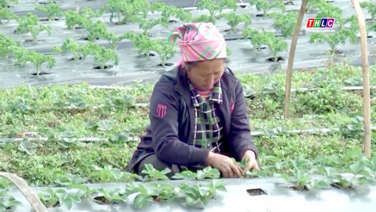 Nông nghiệp - Nông thôn: Ngành Nông nghiệp chuẩn bị hàng Tết (11/1/2022)