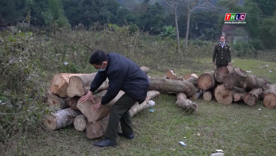 Chuyên đề Bảo vệ và phát triển rừng: Lào Cai phát triển gỗ lớn, nâng cao hiệu quả lâm nghiệp bền vững (20/1/2022)