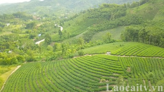 Nông nghiệp Lào Cai tập trung vào 6 ngành hàng chủ lực