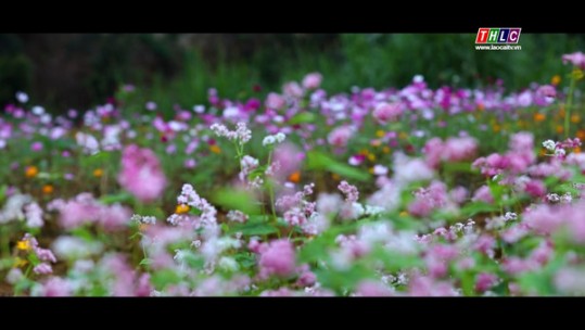 Vẻ đẹp mộng mơ của hoa Tam giác mạch ở vùng cao Lào Cai