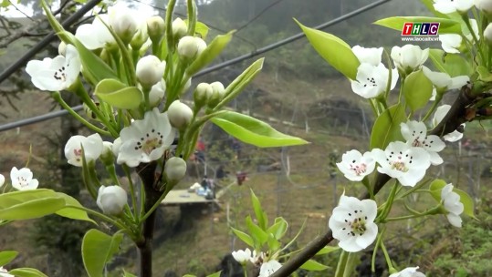 Si Ma Cai sẵn sàng cho Lễ hội hoa lê trắng