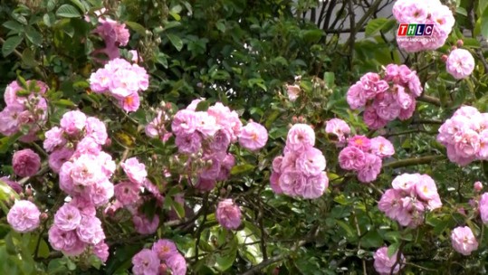 Vẻ đẹp của hoa hồng leo Sa Pa