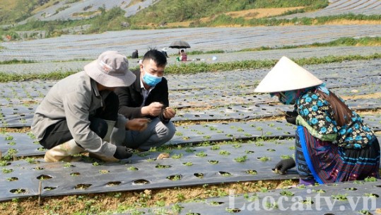 Tổ chức lại sản xuất – cách làm từ khuyến nông viên Bắc Hà