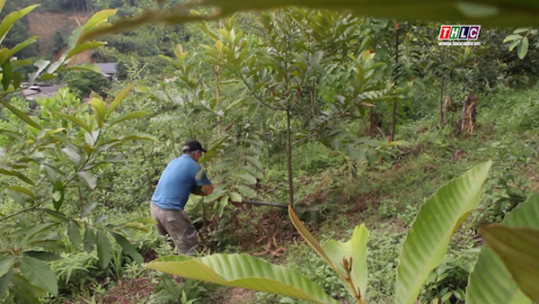 Hiệu quả bước đầu mô hình rừng trồng thâm canh sồi phảng ở Lào Cai