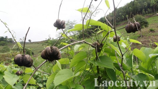 Khả năng phát triển cây Sacha inchi ở Lào Cai
