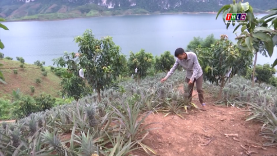 Mô hình trồng dứa cho hiệu quả kinh tế cao ở Sơn La
