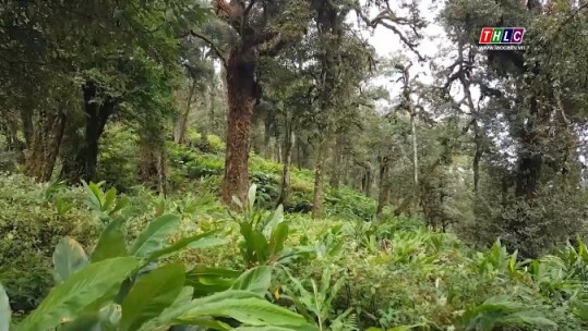 Phát triển bền vững: Chuyên đề Bảo vệ và phát triển rừng (16/6/2022)