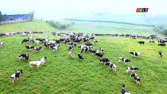 Sơn La phát triển chăn nuôi bò sữa công nghệ cao kết hợp du lịch sinh thái
