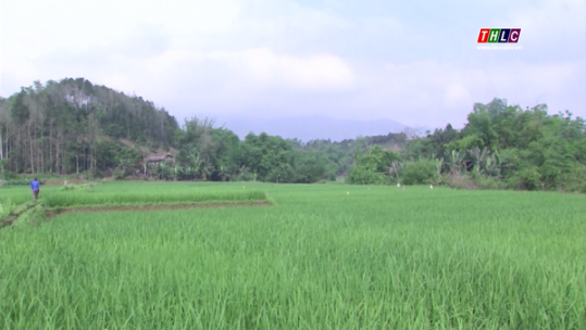 Hơn 100 ha lúa mùa vùng cao bị rầy nâu, rầy lưng trắng gây hại