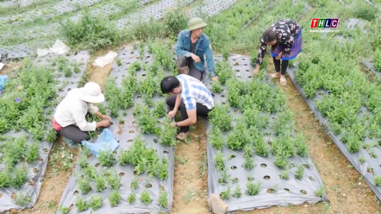 Lào Cai mở rộng thêm 125 ha cây dược liệu