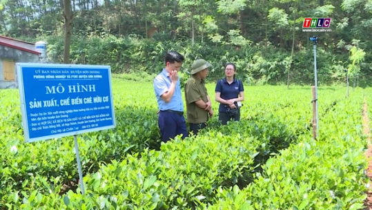 Giải pháp tăng giá trị và tiêu thụ sản phẩm OCOP ở Tuyên Quang
