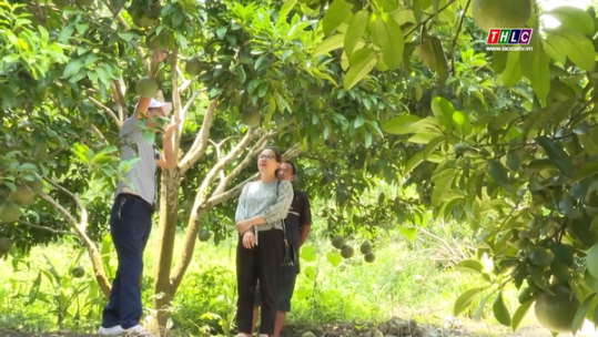 Người tiên phong đưa cây bưởi về trồng trên đất Nậm Tha