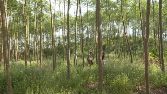 Văn Bàn nâng cao giá trị kinh tế rừng từ khai thác cánh kiến trắng