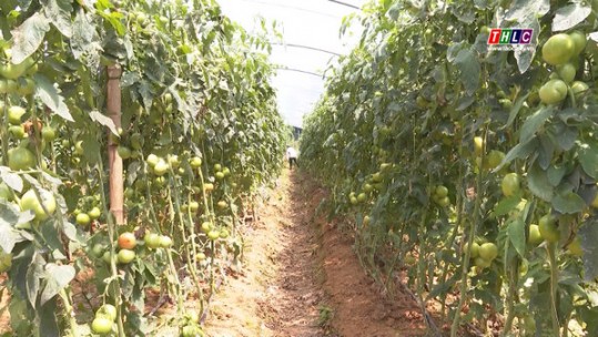 Giống cà chua Israel phát triển tốt trên đất Sa Pa