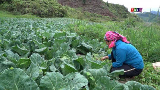 Bắc Hà trồng rau trái vụ nâng cao thu nhập cho nông dân