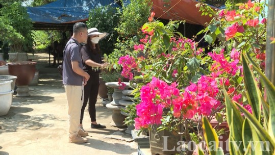 Tin thị trường 18/9: Giá một số loại hoa, cây cảnh trên địa bàn tỉnh Lào Cai