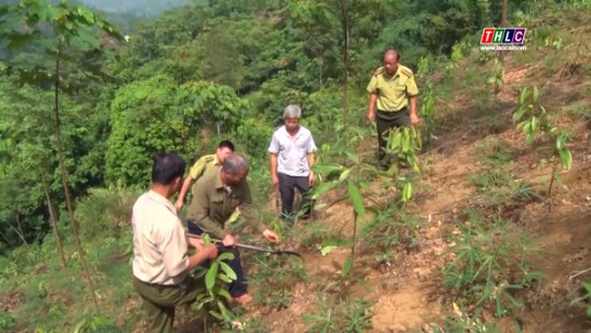 Lào Cai trồng mới 19.500 ha rừng sản xuất