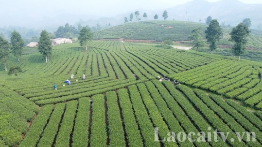 Phát triển kinh tế nông thôn - cách làm từ huyện Bảo Thắng