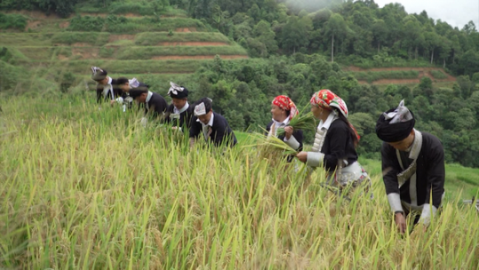 Tết cơm mới của người Dao đỏ Bát Xát