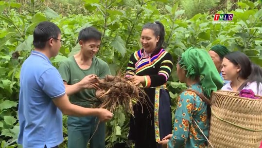 Sâm khoai - cây đem lại hiệu quả kinh tế cho người dân Hà Giang