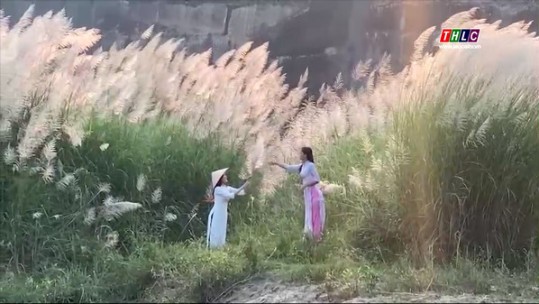 Hoa cỏ lau nở trắng dọc bờ sông Hồng