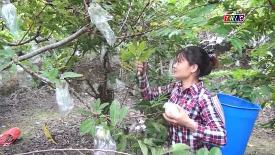 Nông nghiệp - Nông thôn: Chuyên đề Nông nghiệp: Lào Cai phát triển cây ăn quả (15/11/2022)