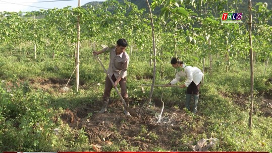Lai Châu: Hiệu quả kinh tế từ cây chanh leo