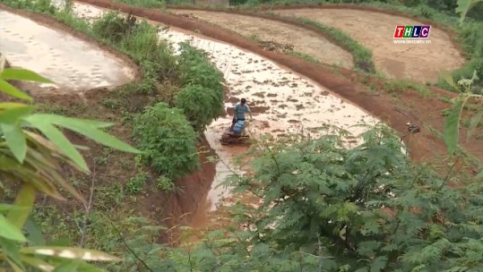 Điện Biên: Nương có bờ - giải pháp canh tác bền vững trên đất dốc