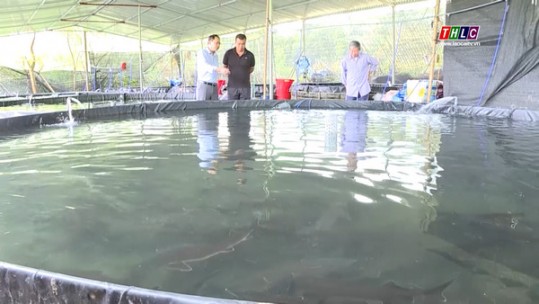 Hiệu quả bước đầu nuôi cá tầm nước lạnh ở Phú Thọ