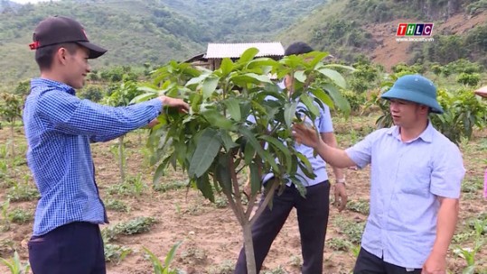 Tuần Giáo, Điện Biên phát triển cây ăn quả