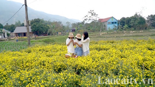 Mô hình trồng dược liệu kết hợp chụp ảnh check-in ở Liêm Phú