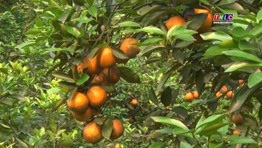 Nông dân huyện Vị Xuyên, tỉnh Hà Giang bước vào vụ thu hoạch cam vàng