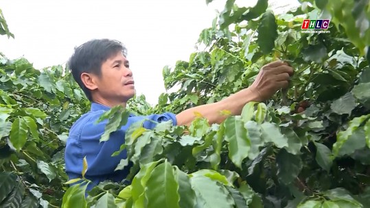 Hiệu quả từ mô hình trồng cây che bóng cho cây cà phê tại Điện Biên