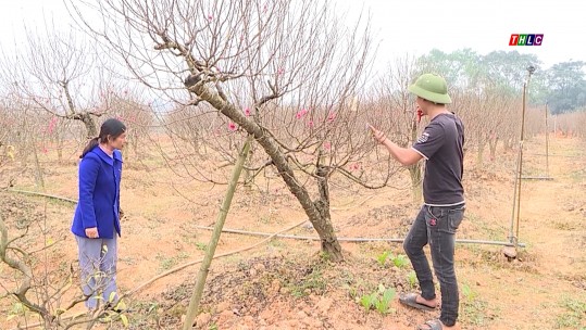 Phú Thọ: Làng nghề hoa đào vào vụ Tết