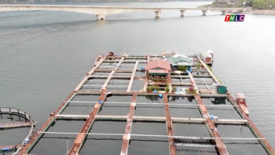 Hiệu quả kinh tế nuôi cá trên lòng hồ thủy điện sông Đà