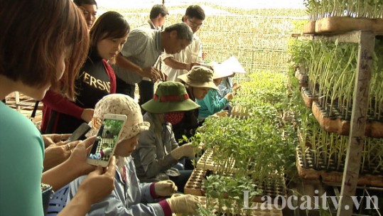 Lào Cai - Lâm Đồng hợp tác phát triển nông nghiệp