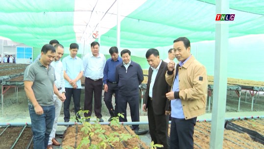 Lai Châu thu hút doanh nghiệp vào đầu tư phát triển cây sâm
