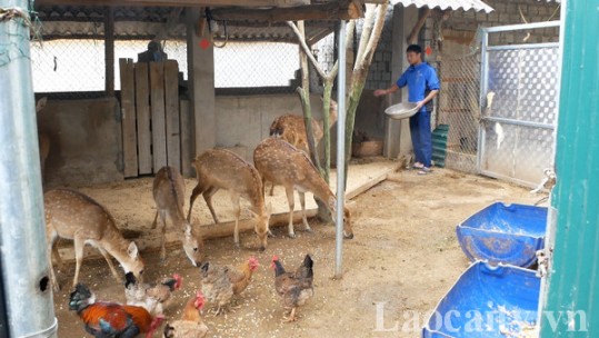 Mô hình nuôi hươu ở xã Quang Kim