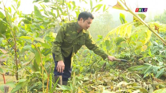 Hà Giang: Đẩy mạnh trồng, phát triển rừng kinh tế