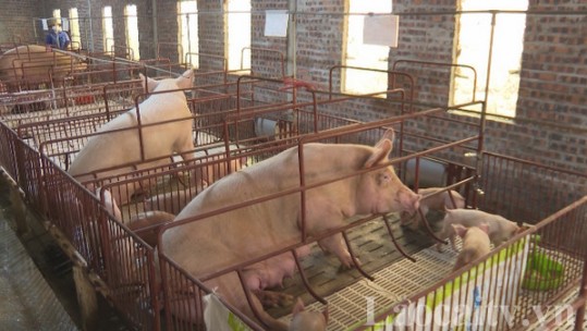 Bảo Thắng tập trung phát triển đàn lợn