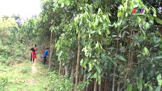 Phát triển bền vững cây quế ở Lào Cai