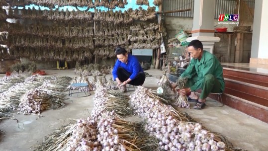 Nông dân huyện Yên Châu, tỉnh Sơn La bước vào vụ thu hoạch tỏi